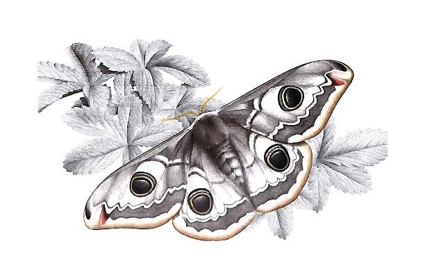 рисунок - оригинал