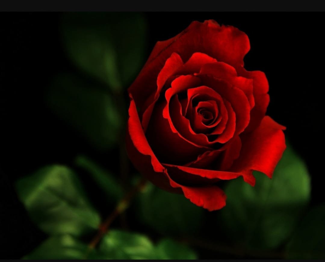 РОЗА - роза - оригинал