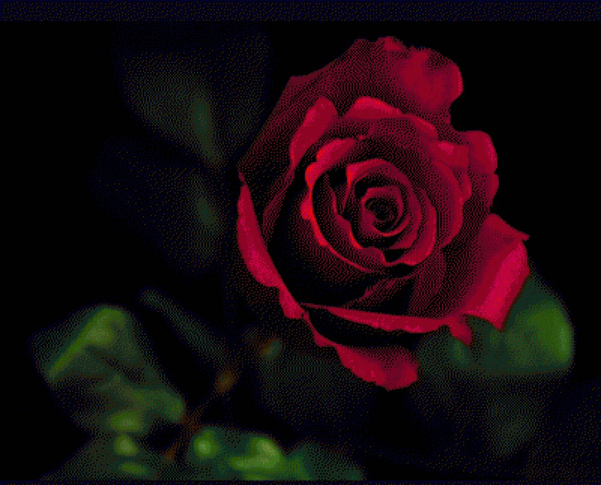 РОЗА - роза - предпросмотр