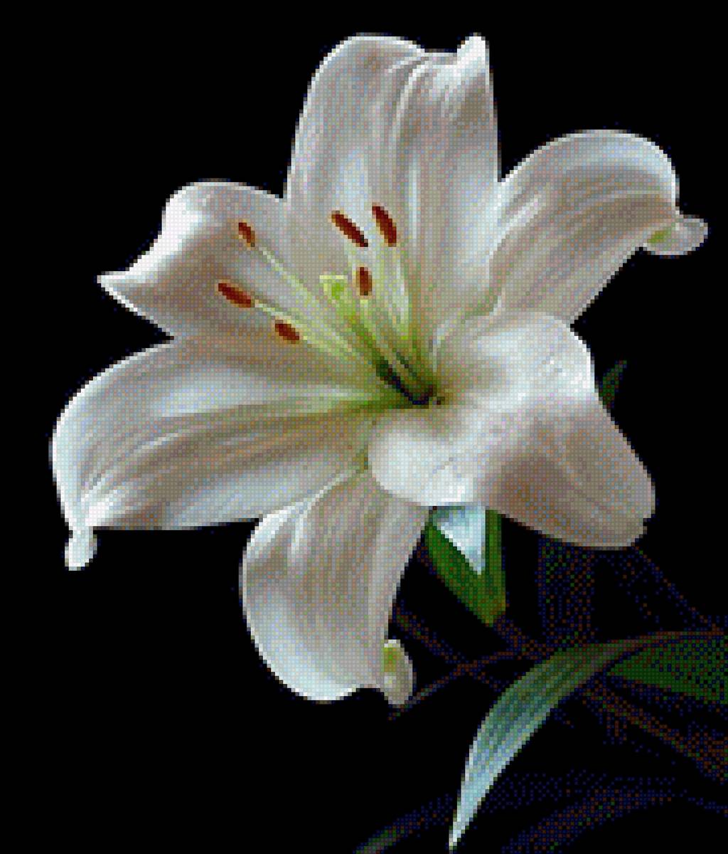 lírio branco - flores - предпросмотр