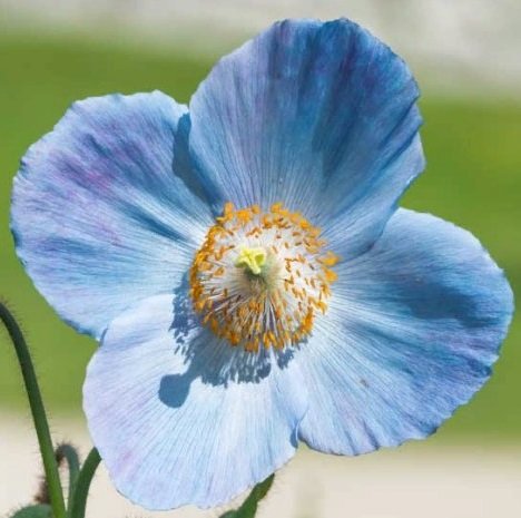 мак гималайский - маки - оригинал