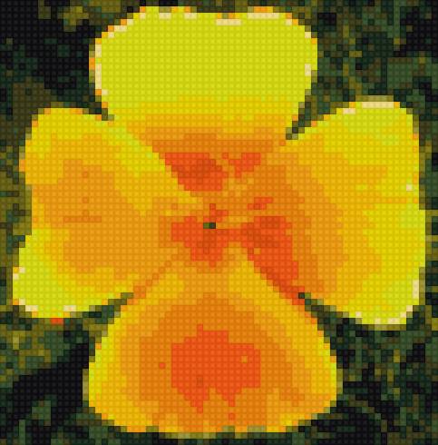 мак калифорнийский - маки - предпросмотр