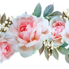 Схема вышивки «Розы»