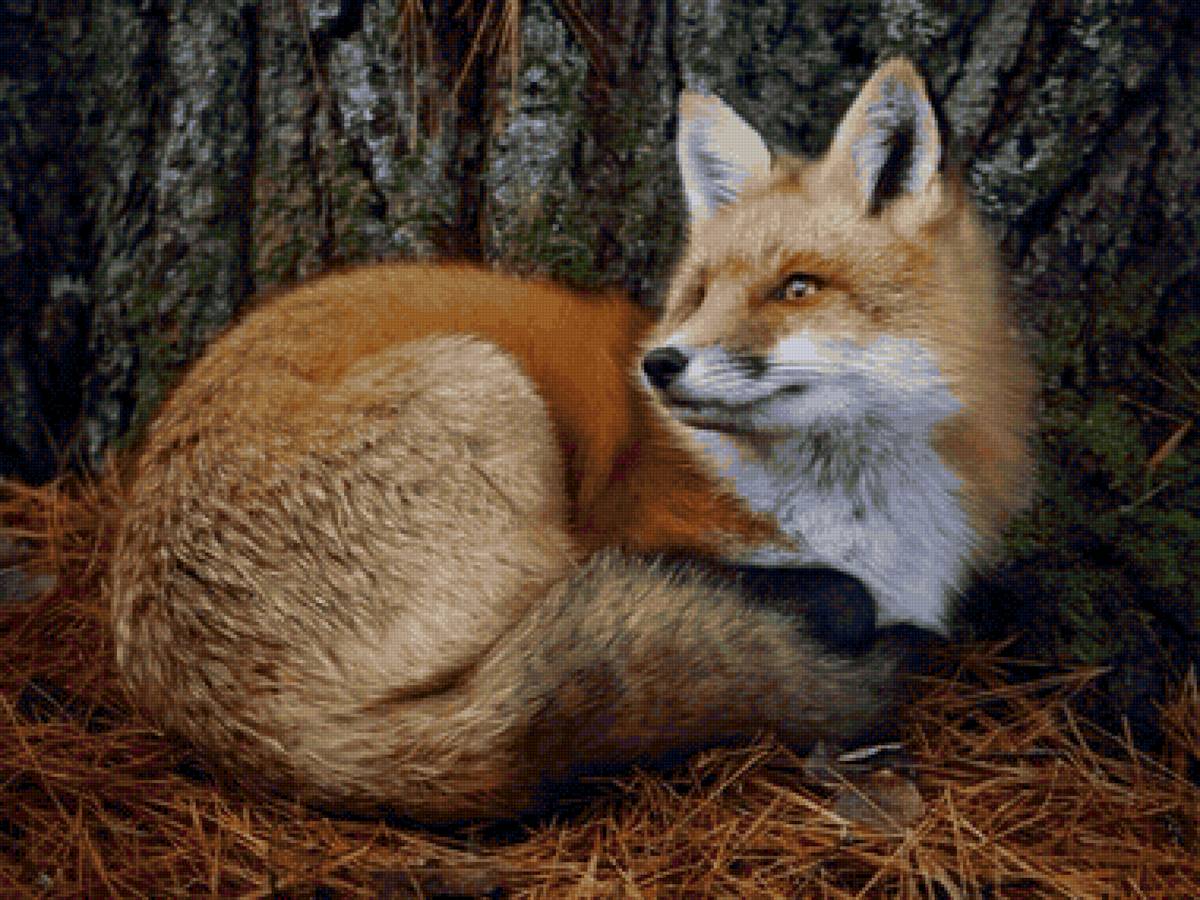 дикие - предпросмотр