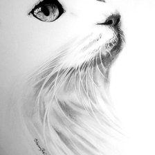 Схема вышивки «кот»