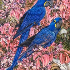 Схема вышивки «Papagaios.»