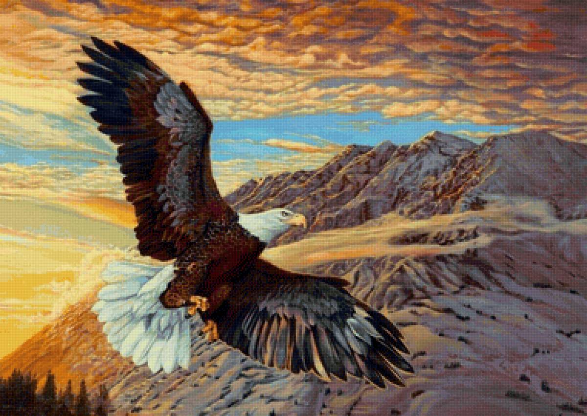 Águia, - pássaro, paisagens - предпросмотр