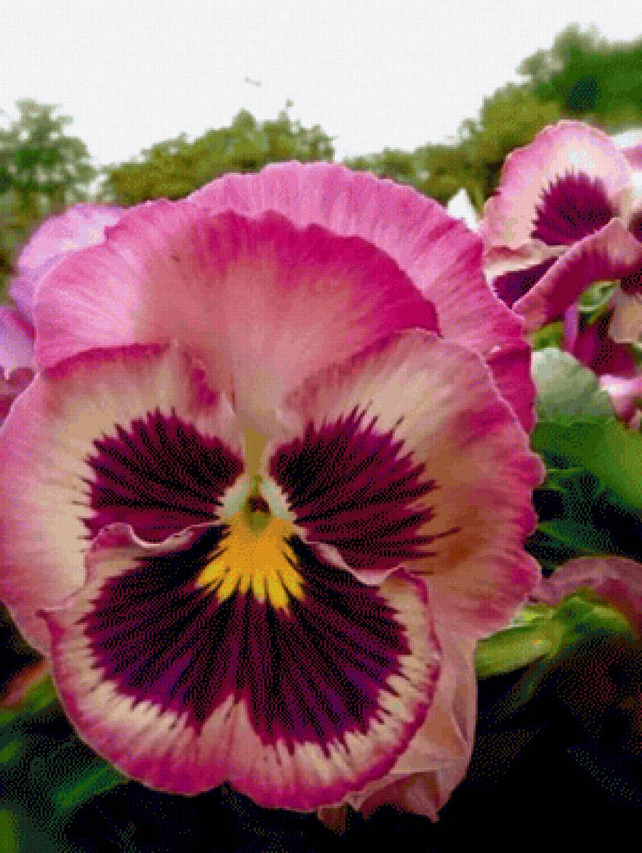 Анютины глазки - цветы, анютины глазки - предпросмотр