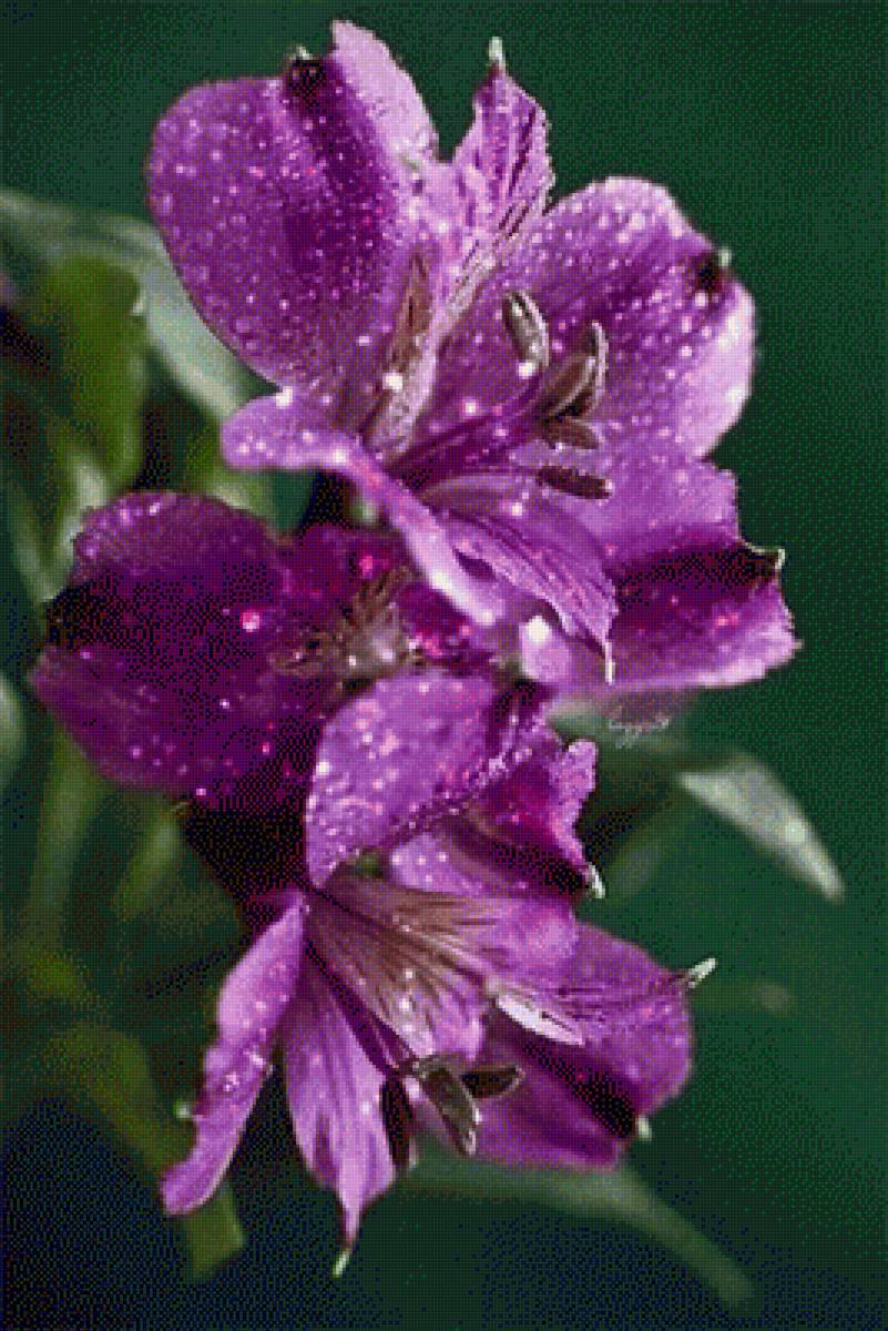 Цветочки - цветы, природа - предпросмотр