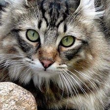 Схема вышивки «Gato.»