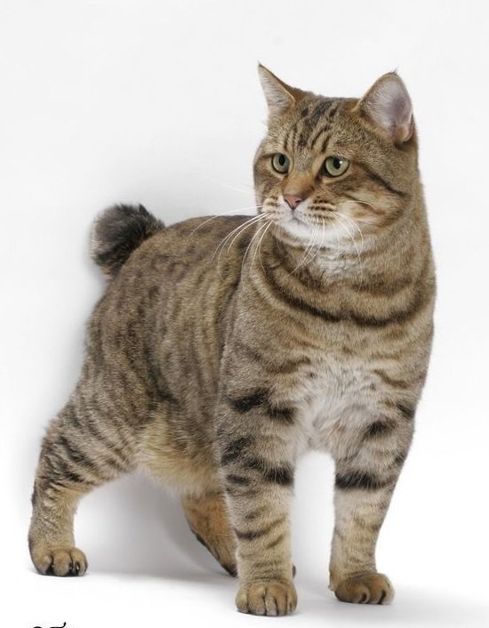 Gato. - animais. - оригинал