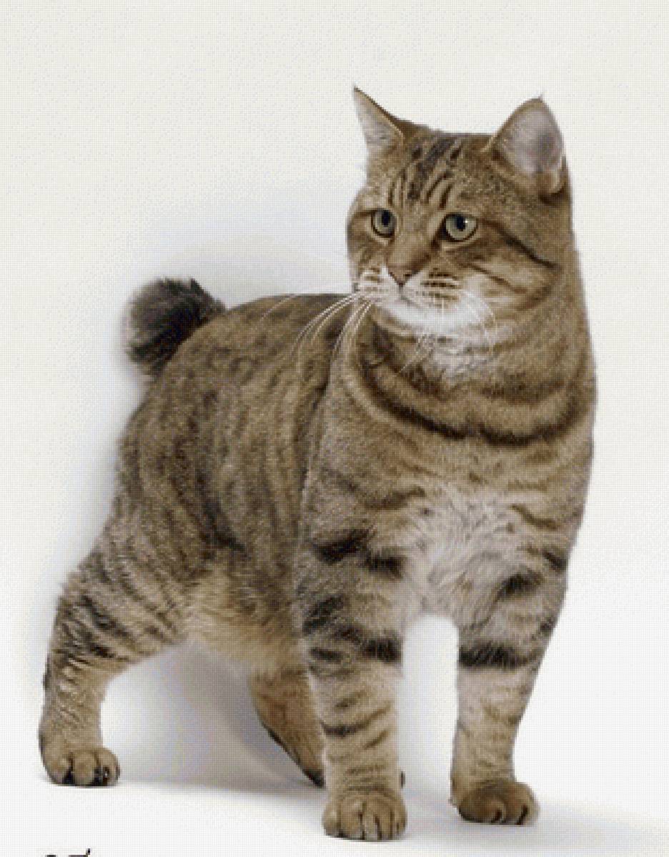 Gato. - animais. - предпросмотр