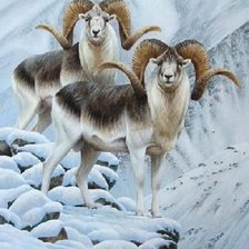 Схема вышивки «Carneiro das montanhas»