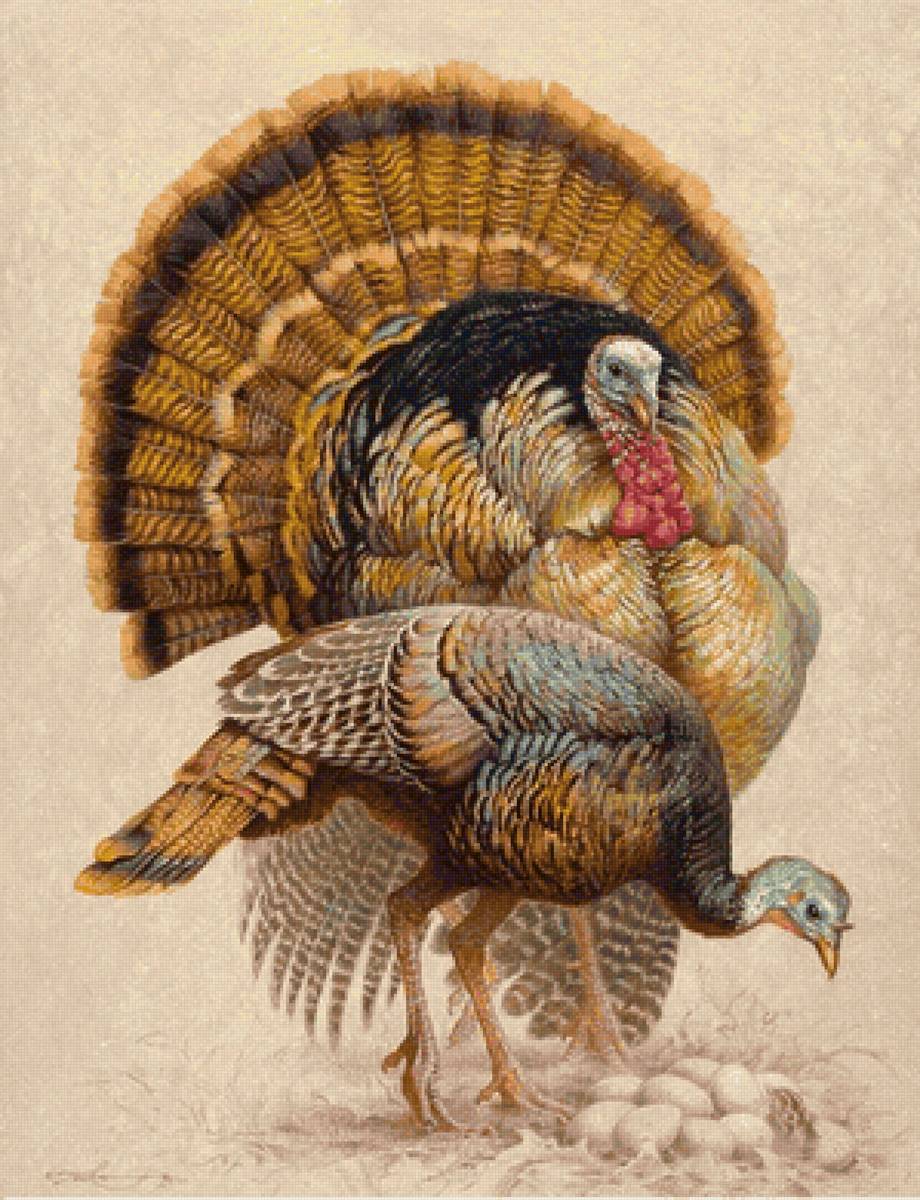 Casal de peru. selvagens - aves - предпросмотр