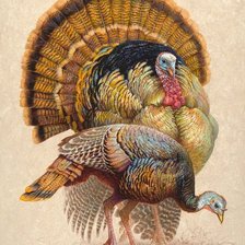 Casal de peru. selvagens