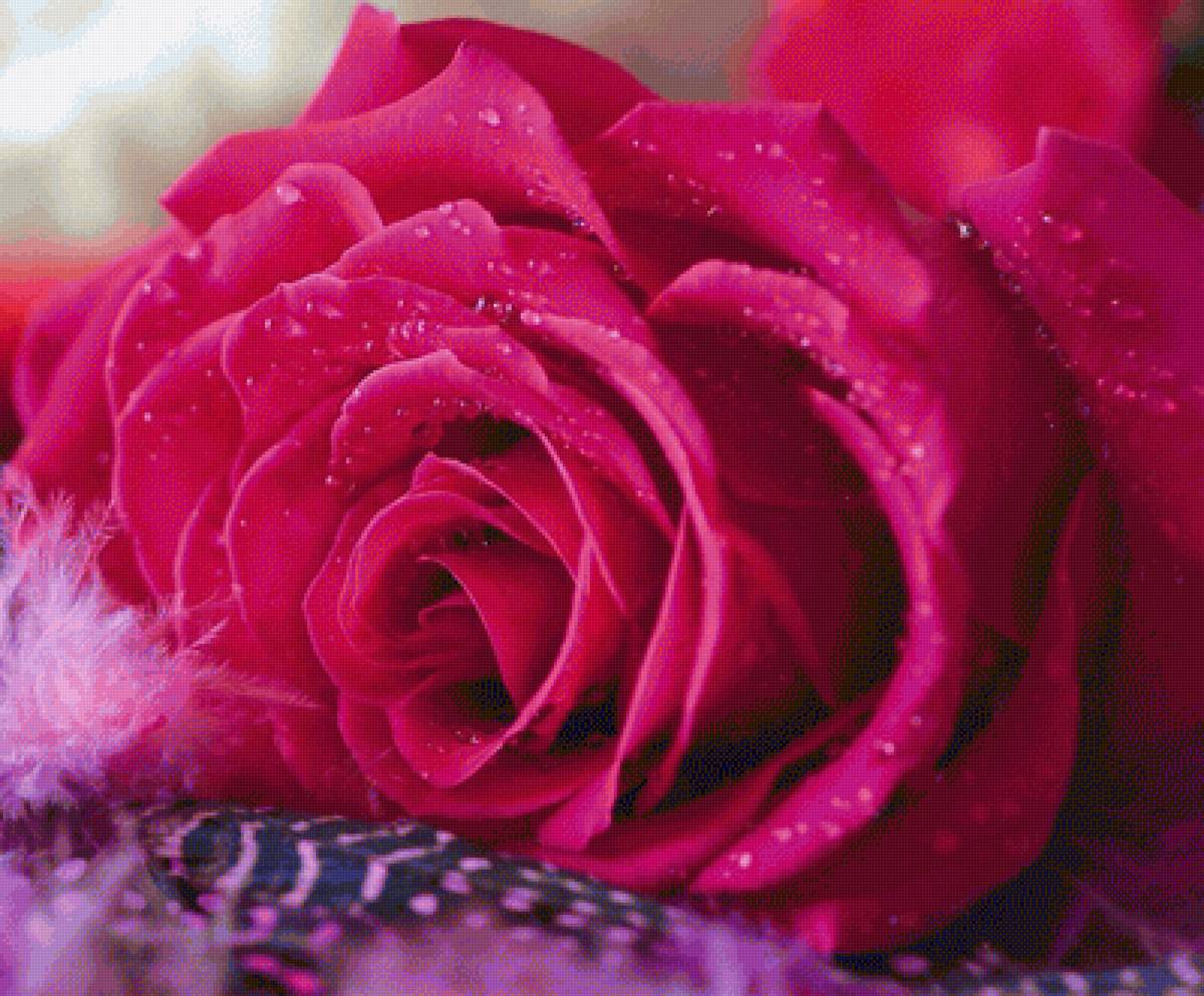 Роза - предпросмотр