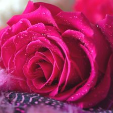 Схема вышивки «Роза»