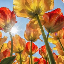 Схема вышивки «Тюльпаны»