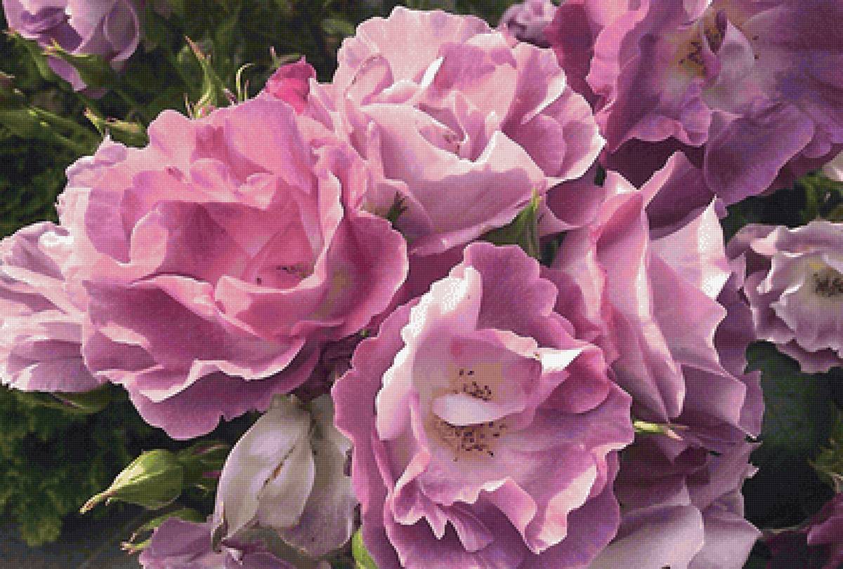 Розы - предпросмотр