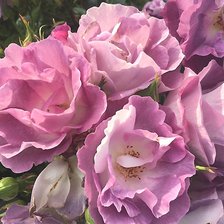 Схема вышивки «Розы»