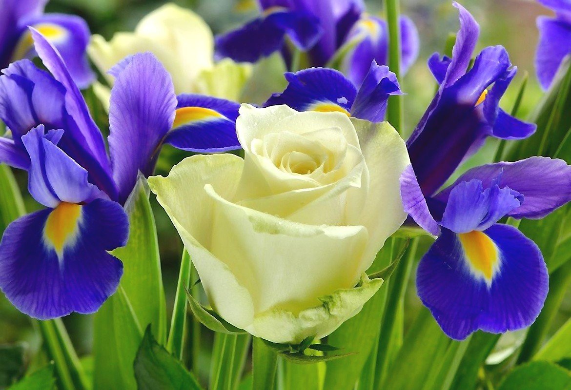 Роза и ирисы - оригинал