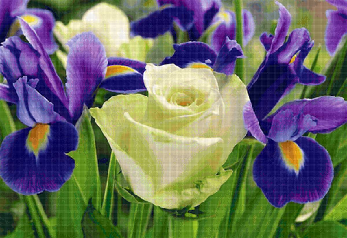 Роза и ирисы - предпросмотр