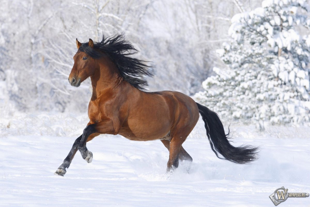 лощадь - зима, природа, лошади - оригинал