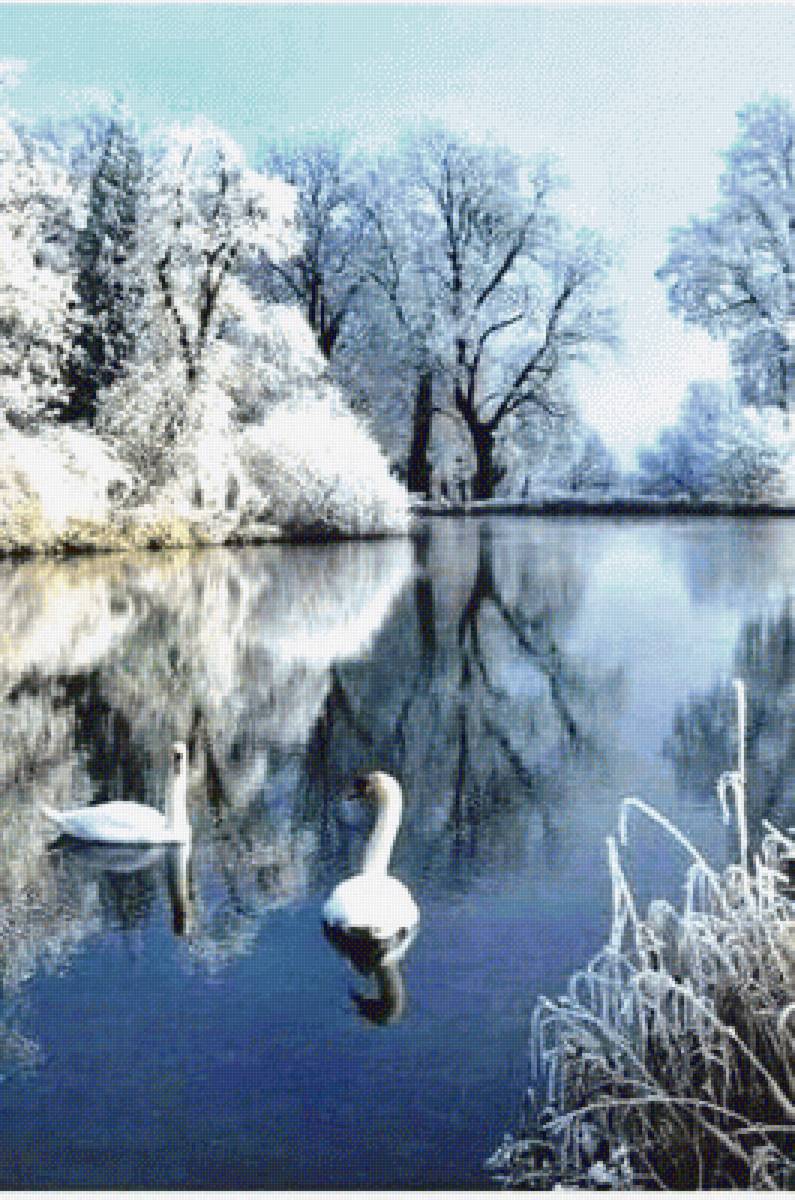 Лебеди на пруду - зима, лебеди, пруд - предпросмотр