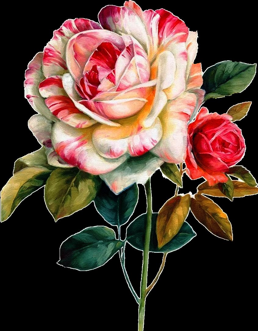 Одинокая роза - роза. цветы, натюрморт, букет - оригинал