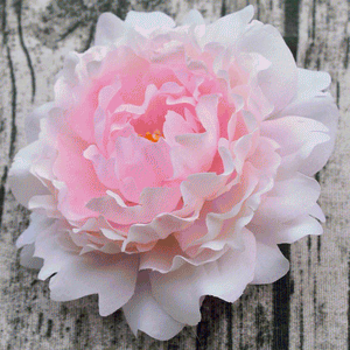 Пион - цветы, пионы. - предпросмотр