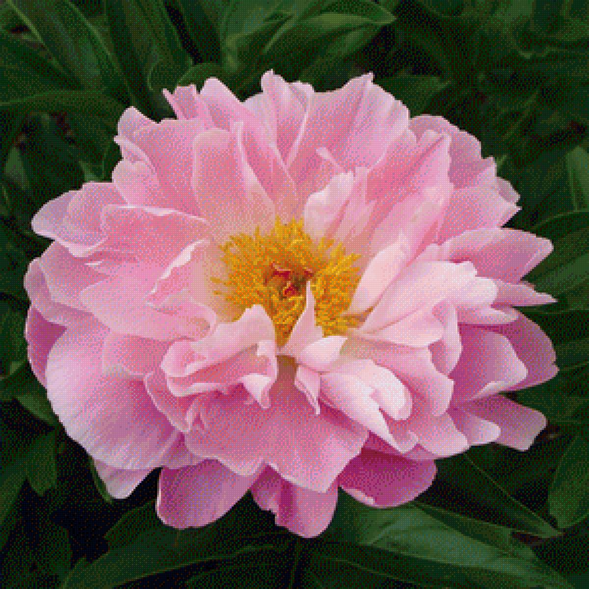 Пионы - пионы, цветы - предпросмотр