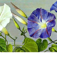 Схема вышивки «Вьюнок»