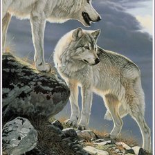 Схема вышивки «дикие»