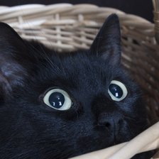 Схема вышивки «это не я, чес слово)»