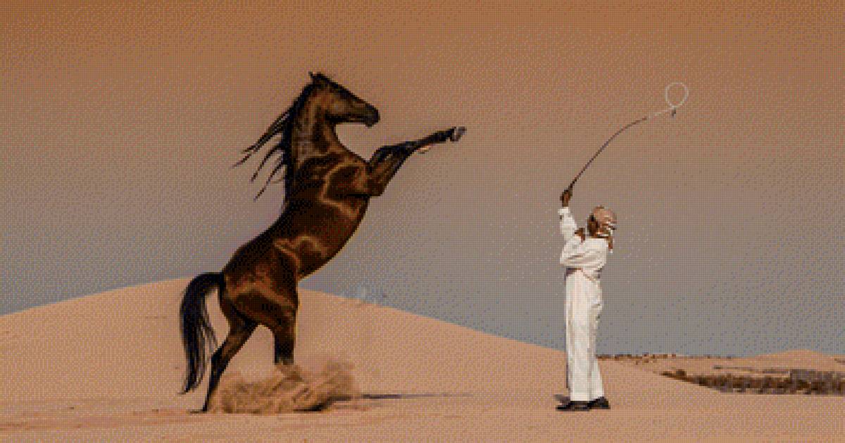 Арабы - конь, пустыня, мужчина - предпросмотр