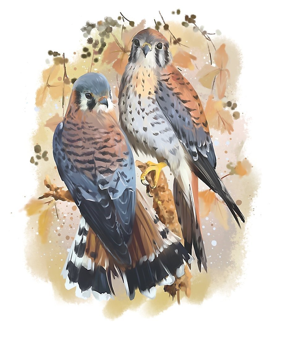 птицы - птицы - оригинал