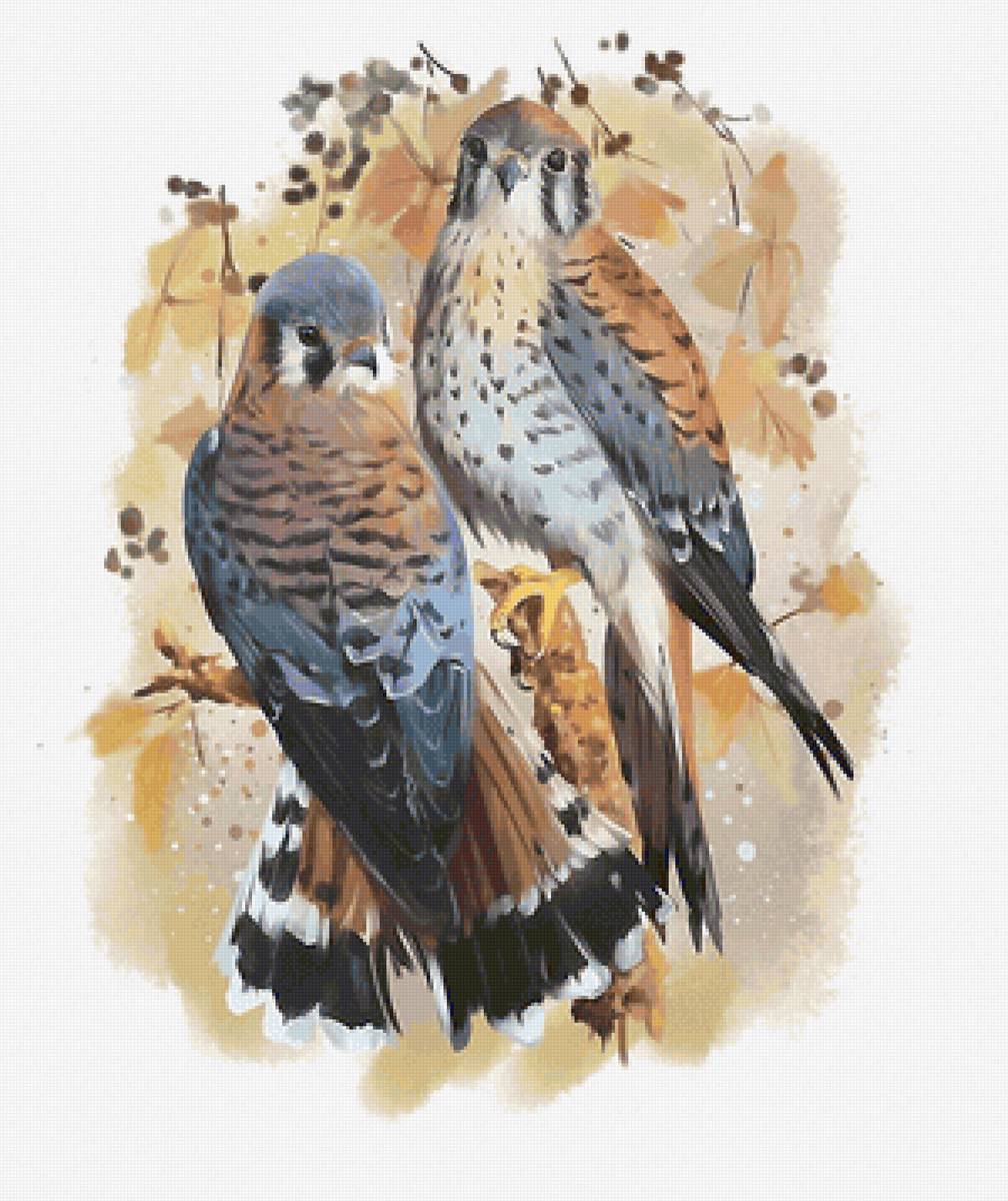 птицы - птицы - предпросмотр