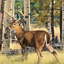 Схема вышивки «В лесу»