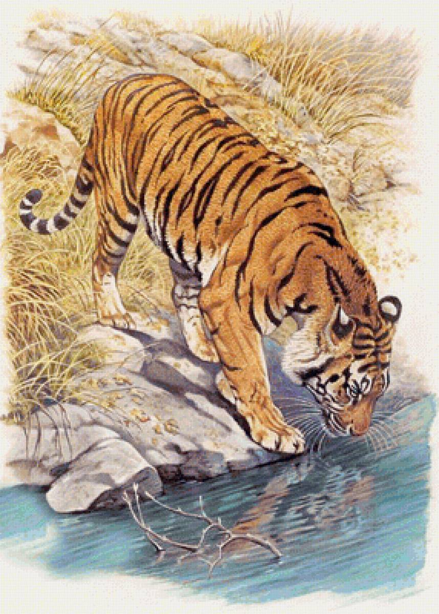 Тигр 1 - тигр, животные - предпросмотр