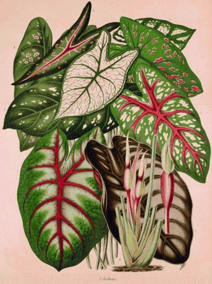 tajá. - taja, plantas. - предпросмотр