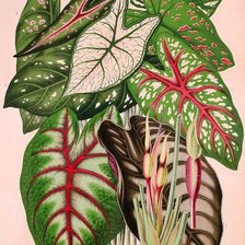 Схема вышивки «tajá.»