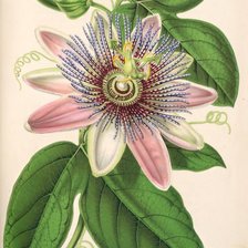 Оригинал схемы вышивки «Flor de maracujá.» (№2180357)