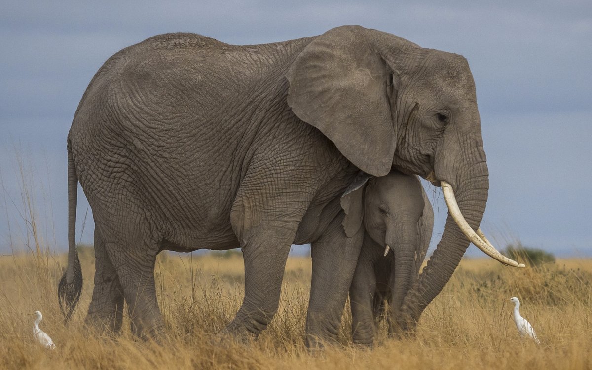 слоны - сила, тотемный слон, семья, слоны - оригинал