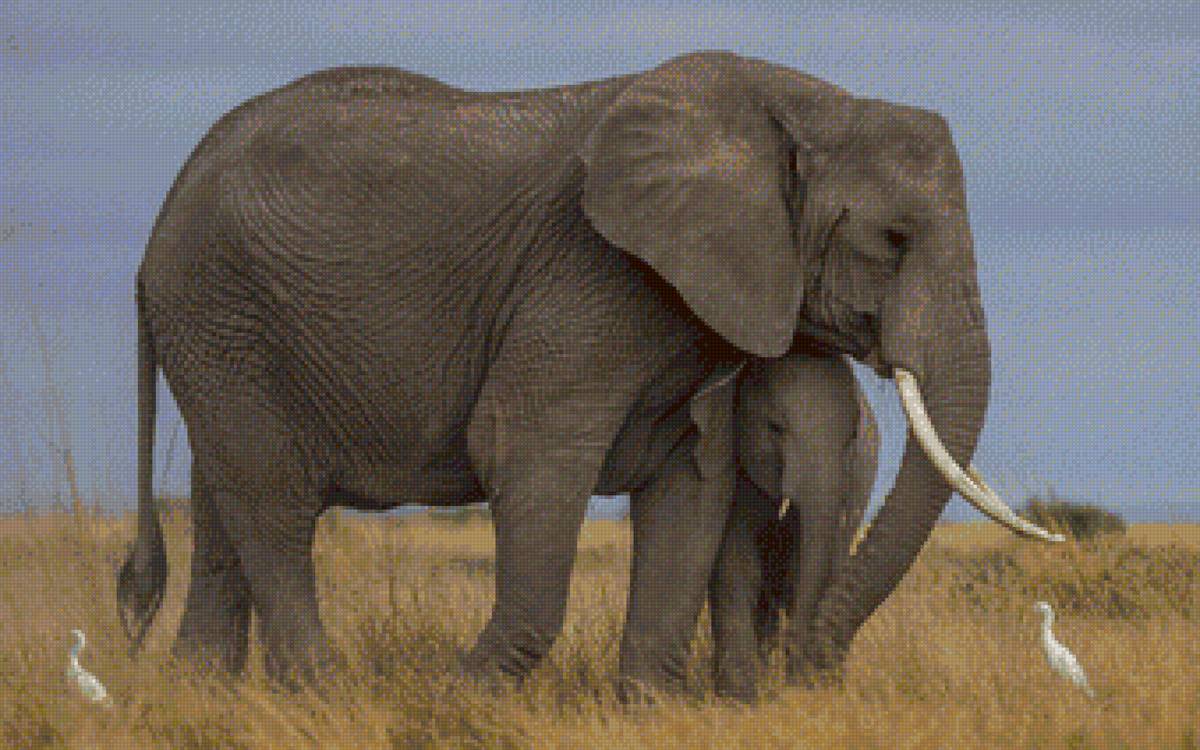слоны - семья, тотемный слон, сила, слоны - предпросмотр