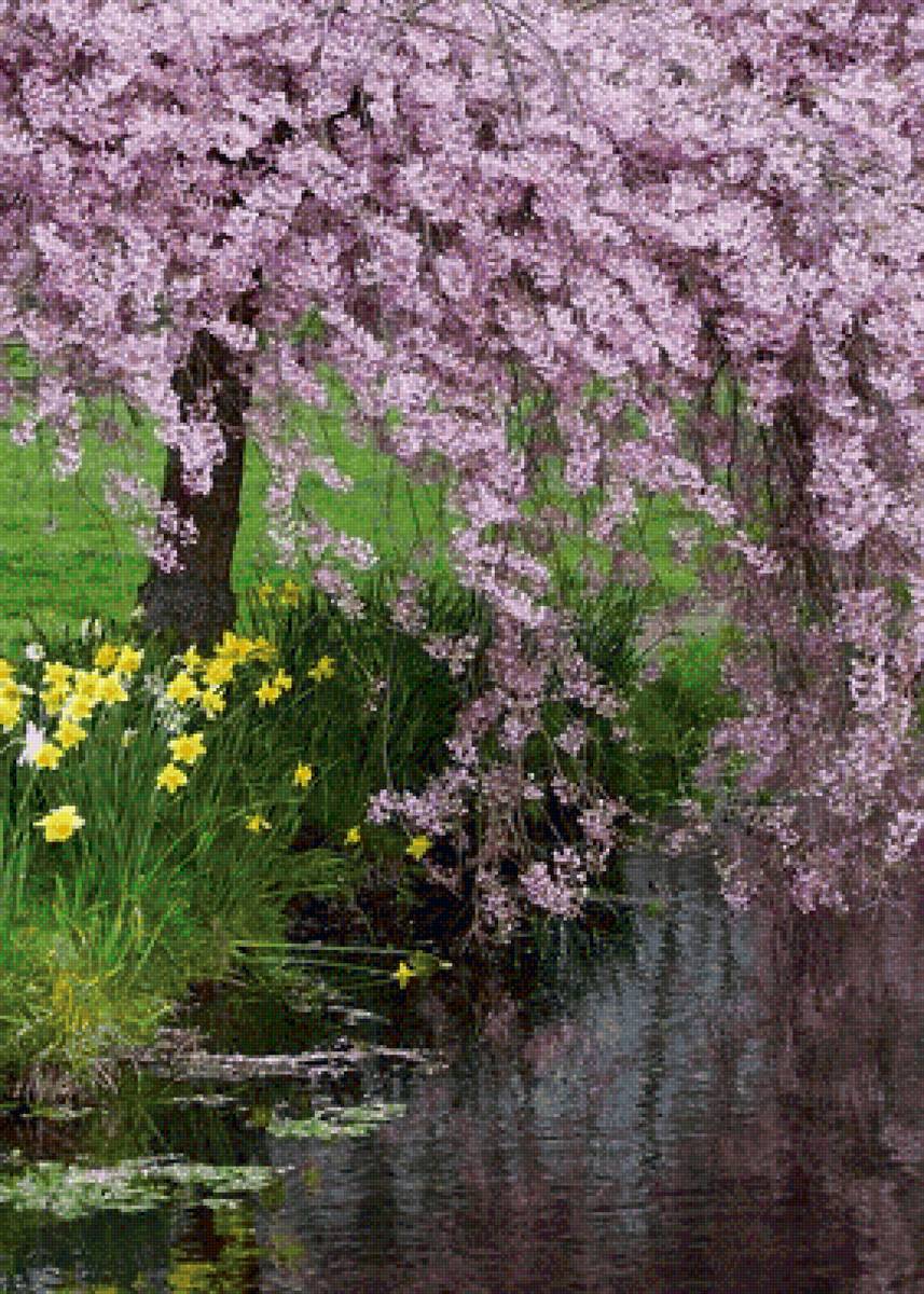 Flores de cerejeira no parque. - flores.cerejeiras - предпросмотр