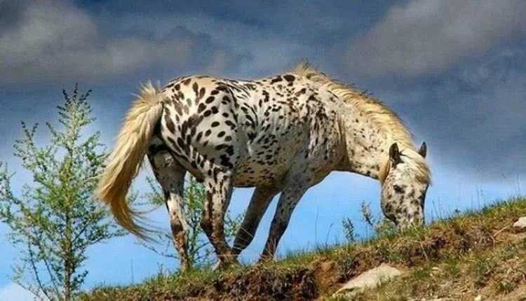 Долматинцы есть везде - лошадь, пастбище, пятна, безоблачное небо, куст - оригинал