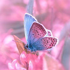 Схема вышивки «Розовое чудо»