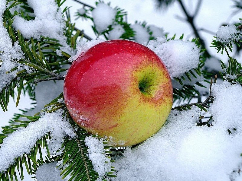 яблоко на снегу - яблоко, еловая ветка, снег - оригинал