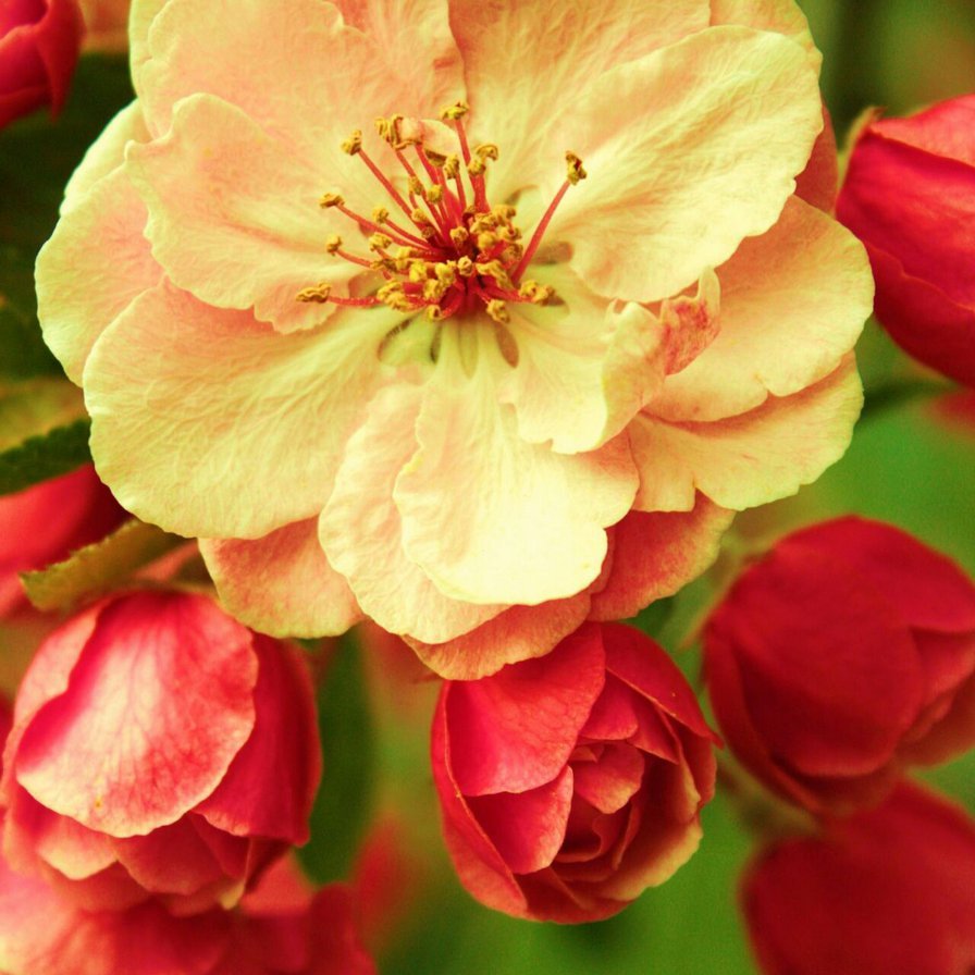 Мир цветов - роза, цветы, розы, лето, бутон - оригинал