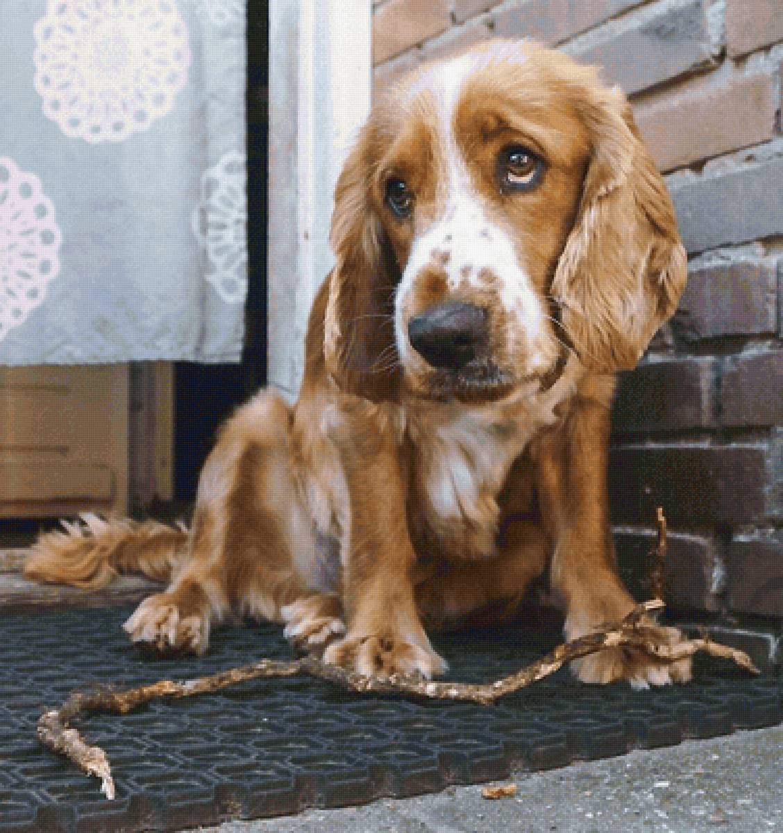 собака - прогулка, тоска, собака - предпросмотр